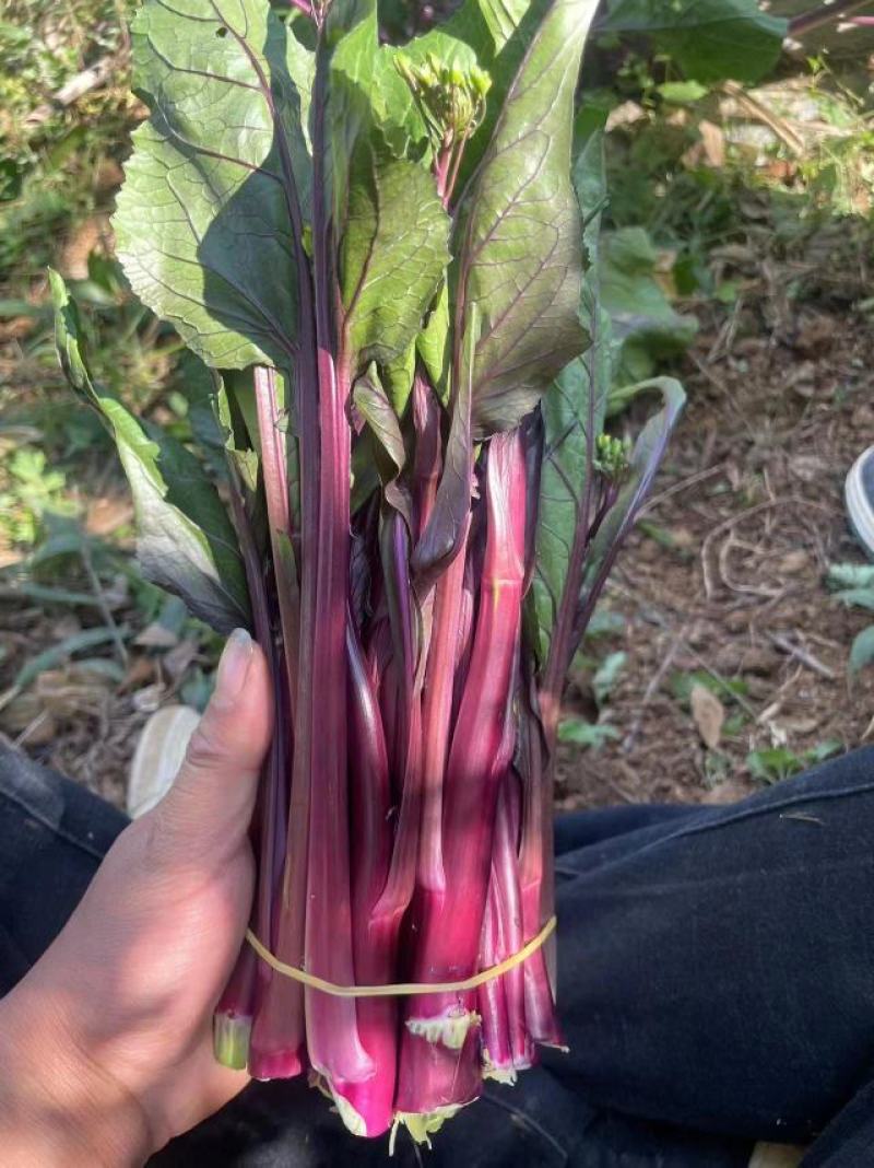 贵州高原露天精品红菜苔大量供应新鲜采摘对接全国市场