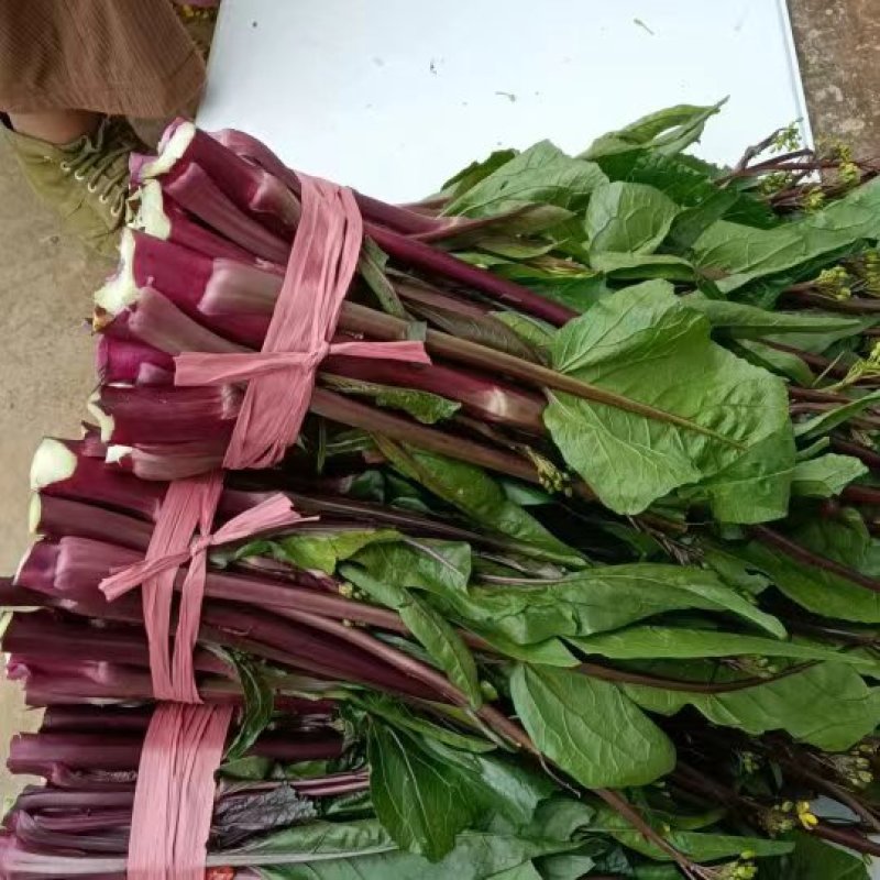 贵州高原露天精品红菜苔大量供应新鲜采摘对接全国市场