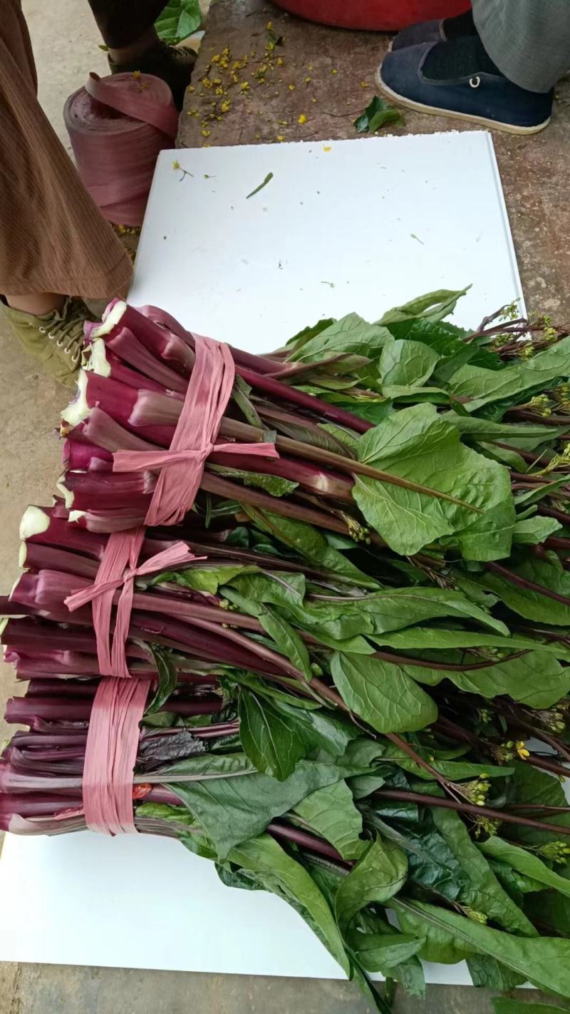 贵州高原露天精品红菜苔大量供应新鲜采摘对接全国市场