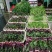 贵州高原露天精品红菜苔大量供应新鲜采摘对接全国市场