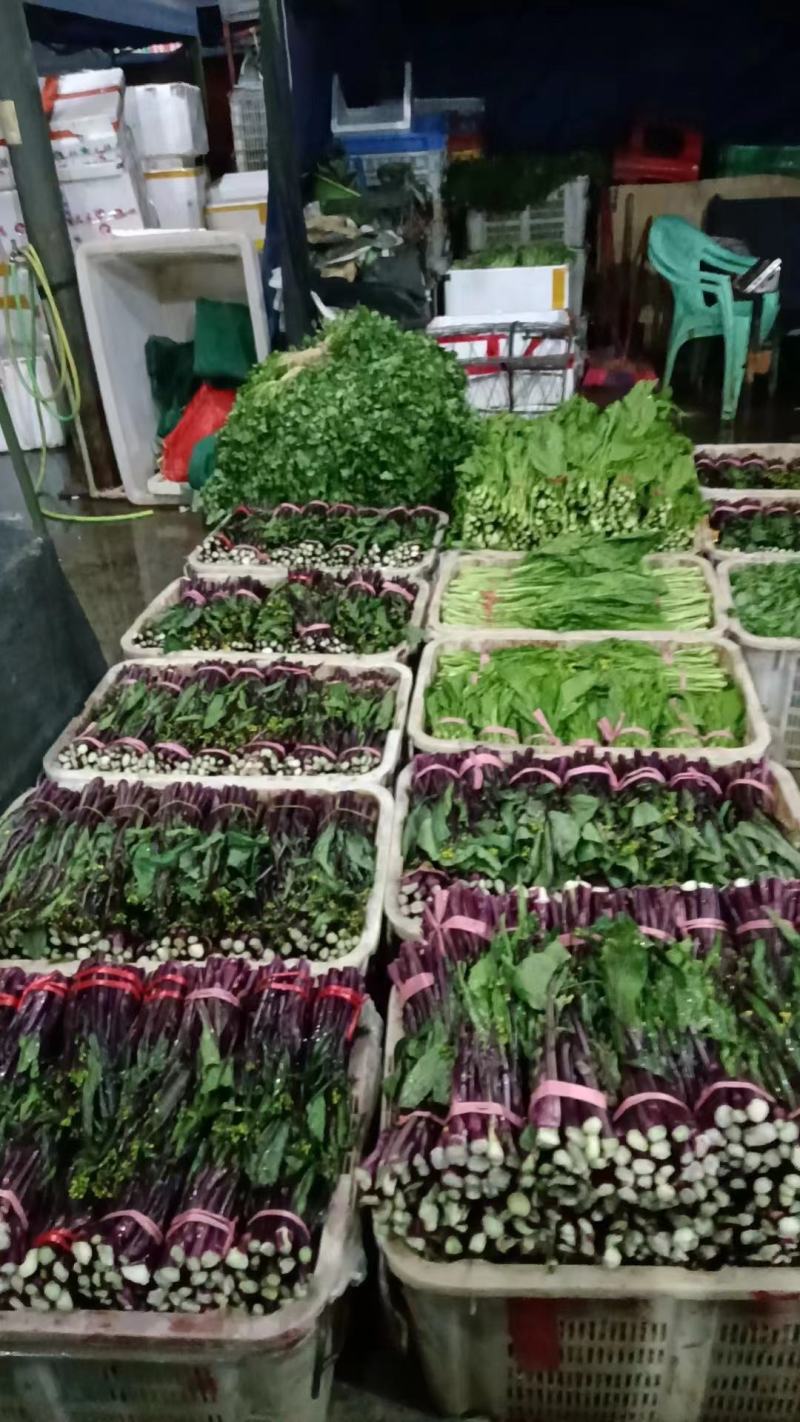 贵州高原露天精品红菜苔大量供应新鲜采摘对接全国市场