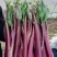 贵州高原露天精品红菜苔大量供应新鲜采摘对接全国市场