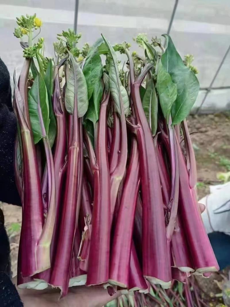 贵州高原露天精品红菜苔大量供应新鲜采摘对接全国市场