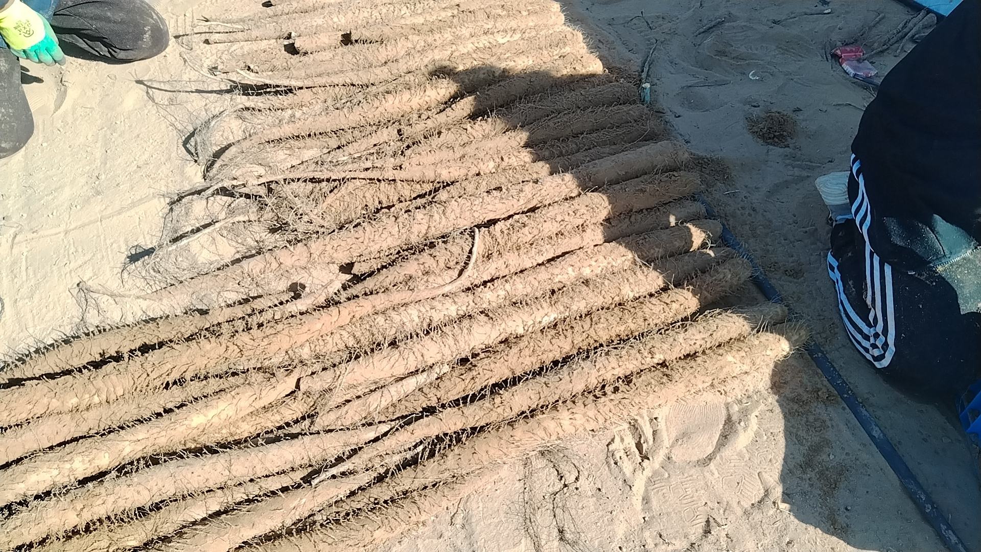 展示白玉山药播种深度、行距及覆盖方式 白玉山药播种示意图