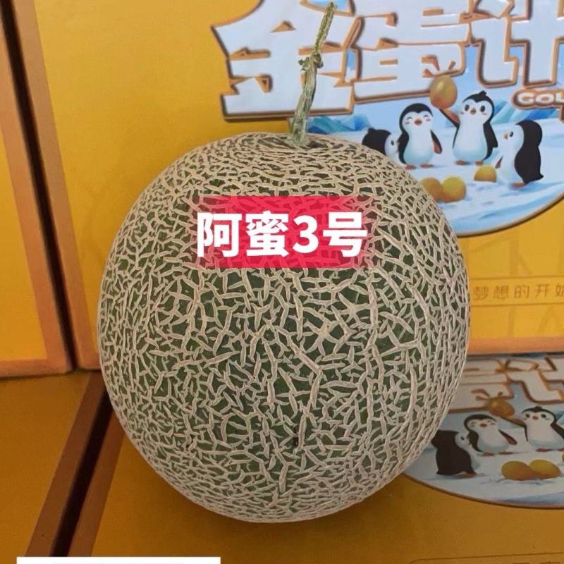 高端品种阿蜜3号网纹哈密瓜种子超甜水果哈蜜瓜甜瓜基地专用