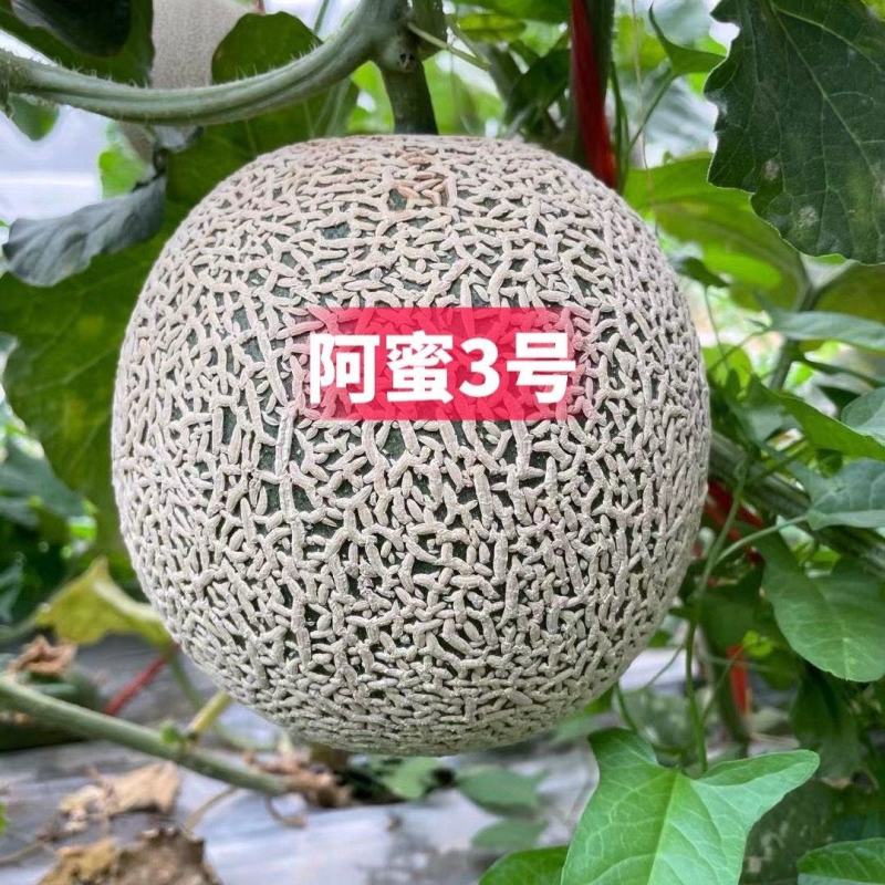 高端品种阿蜜3号网纹哈密瓜种子超甜水果哈蜜瓜甜瓜基地专用
