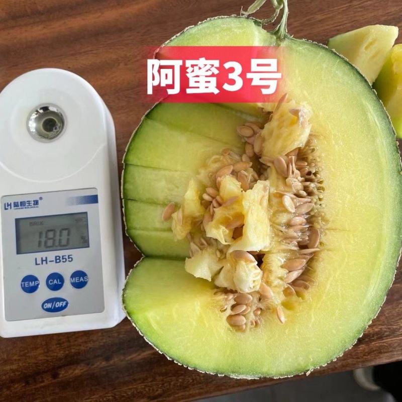 高端品种阿蜜3号网纹哈密瓜种子超甜水果哈蜜瓜甜瓜基地专用