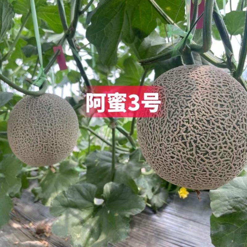 高端品种阿蜜3号网纹哈密瓜种子超甜水果哈蜜瓜甜瓜基地专用