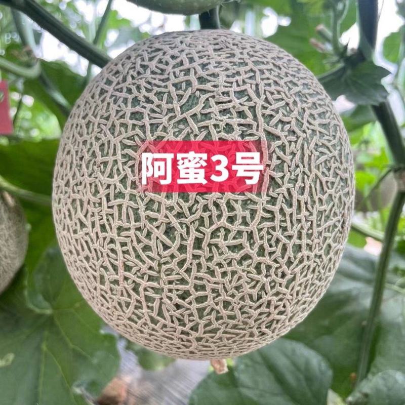 高端品种阿蜜3号网纹哈密瓜种子超甜水果哈蜜瓜甜瓜基地专用