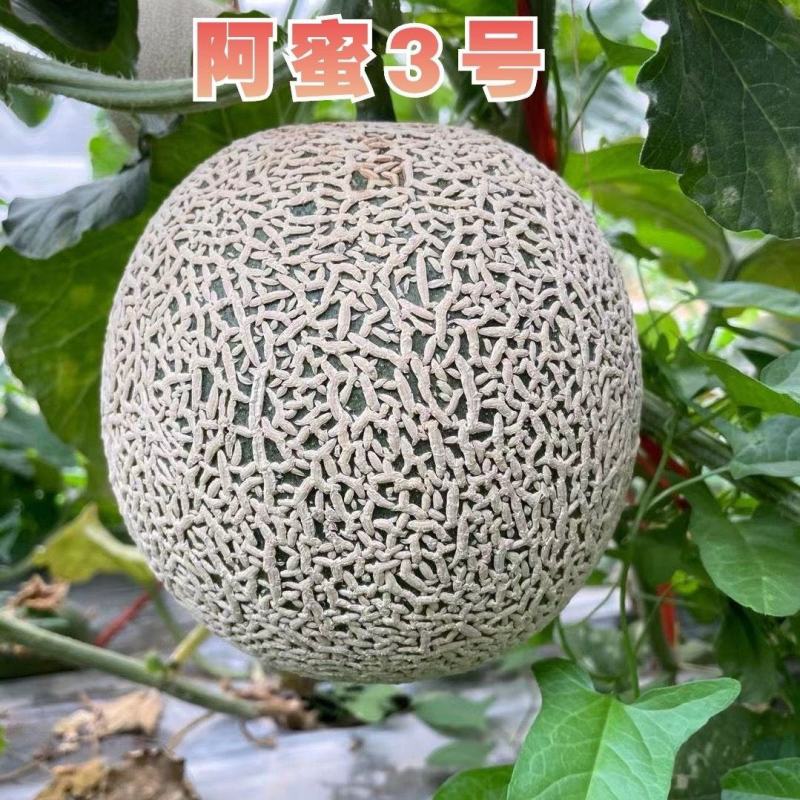 高端品种阿蜜3号网纹哈密瓜种子超甜水果哈蜜瓜甜瓜基地专用