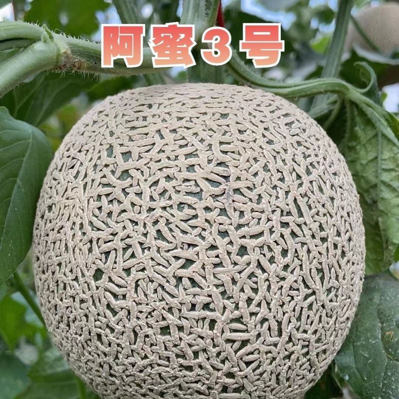 高端品种阿蜜3号网纹哈密瓜种子超甜水果哈蜜瓜甜瓜基地专用