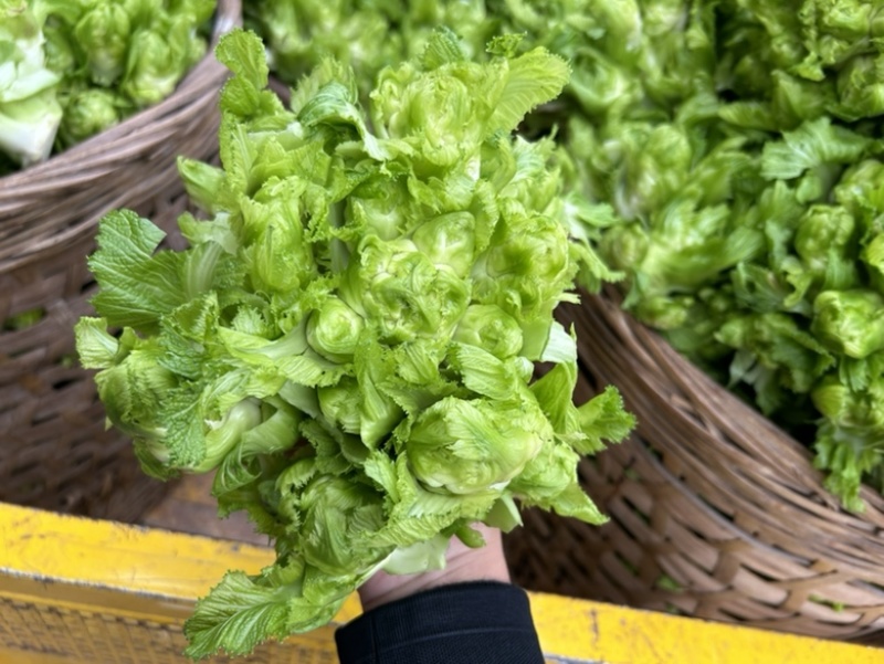 砀山儿菜，一手货源，产地直销，承接全国，质量三包