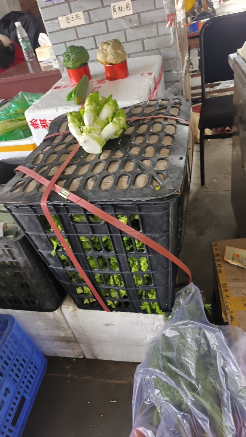 砀山儿菜，一手货源，产地直销，承接全国，质量三包