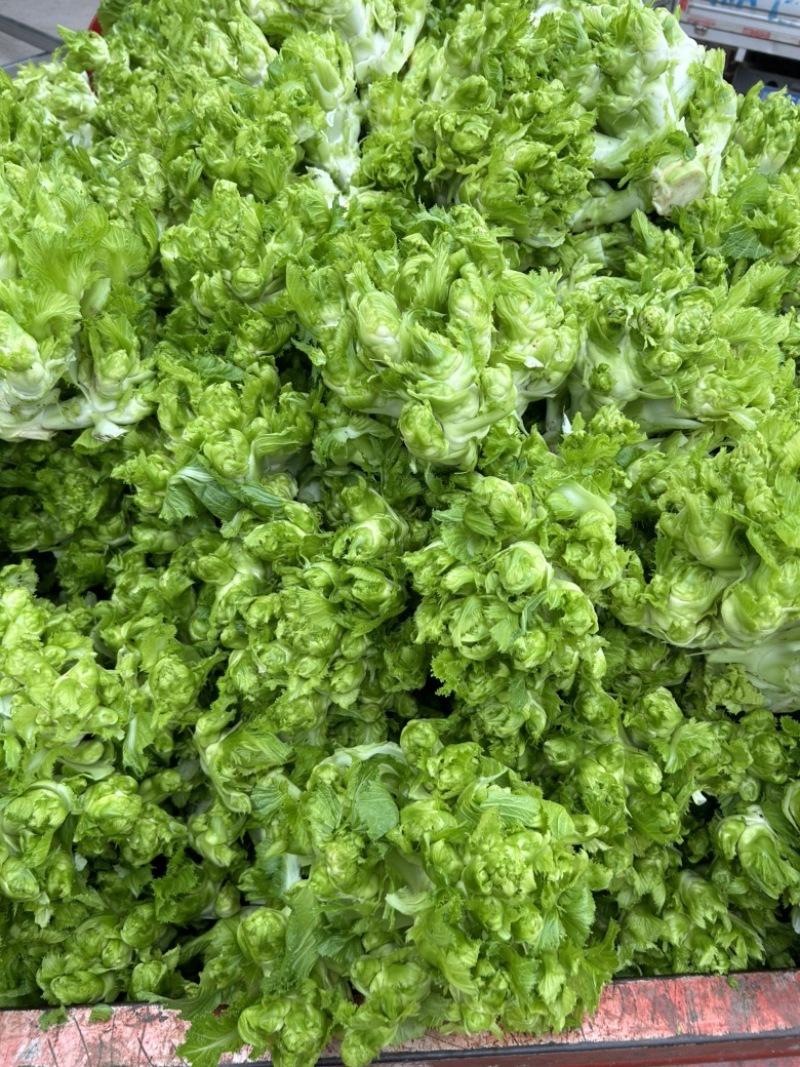砀山儿菜，一手货源，产地直销，承接全国，质量三包