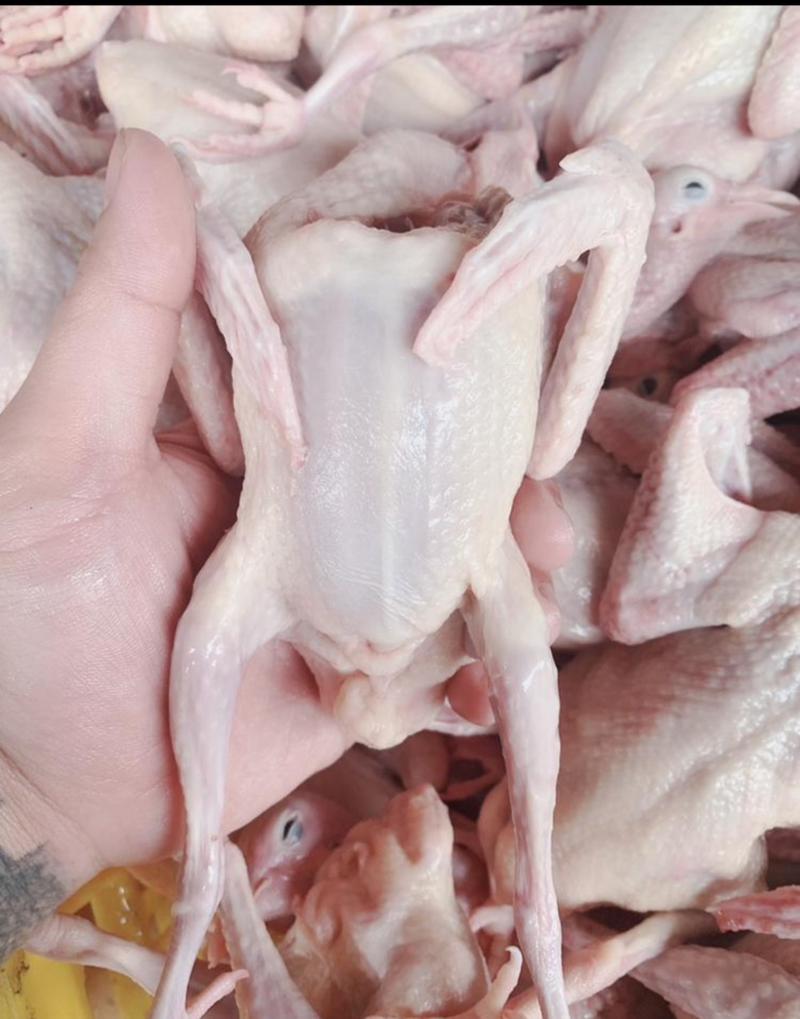 红烧盐焗脆皮乳鸽专用，乳鸽一手货源，厂里直销，质量保证