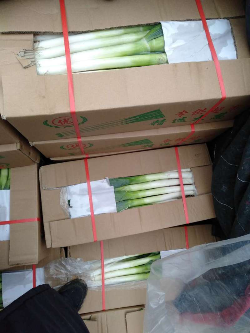 精品大葱，邯郸大量有货，可供大型超市，市场