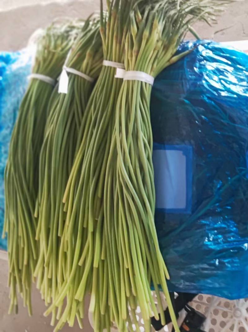 精品蒜苔，河北邯郸大量供货，可供大型超市，市场，加工厂