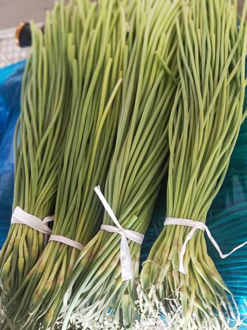 精品蒜苔，河北邯郸大量供货，可供大型超市，市场，加工厂