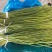 精品蒜苔，河北邯郸大量供货，可供大型超市，市场，加工厂