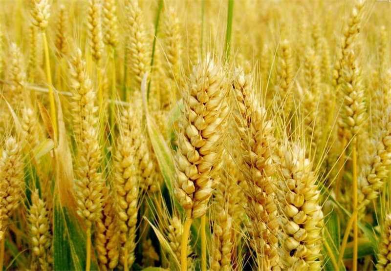 大麦辽宁优质大麦货源充足量大从优欢迎老板选购