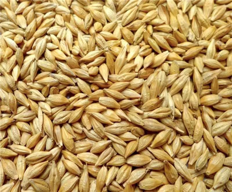 大麦辽宁优质大麦货源充足量大从优欢迎老板选购