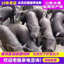 (推荐)山东猪场太湖原种母猪，育肥沂蒙黑仔猪，全国
