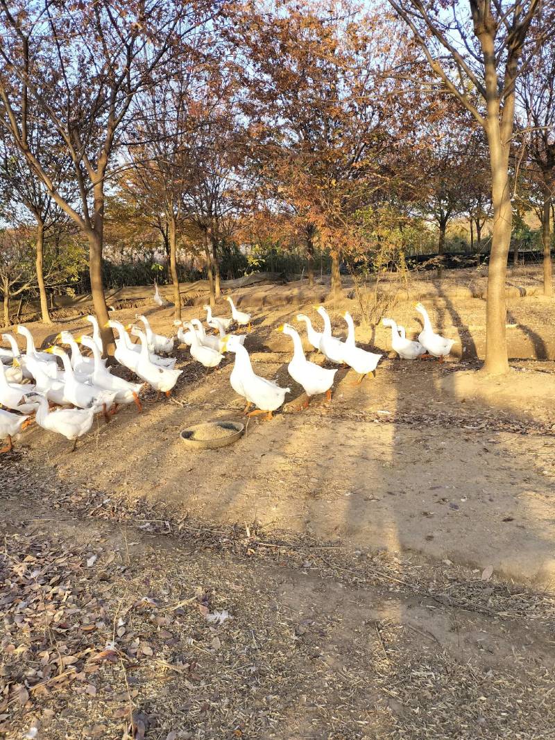 散养白鹅