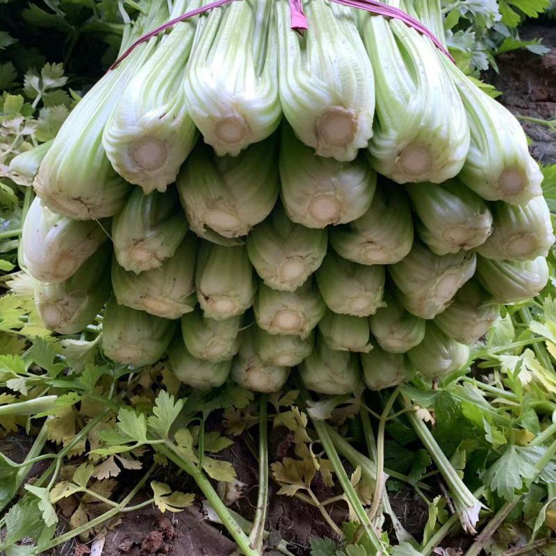 【精选】河北永年西芹-产地直供-量大从优-价格优惠