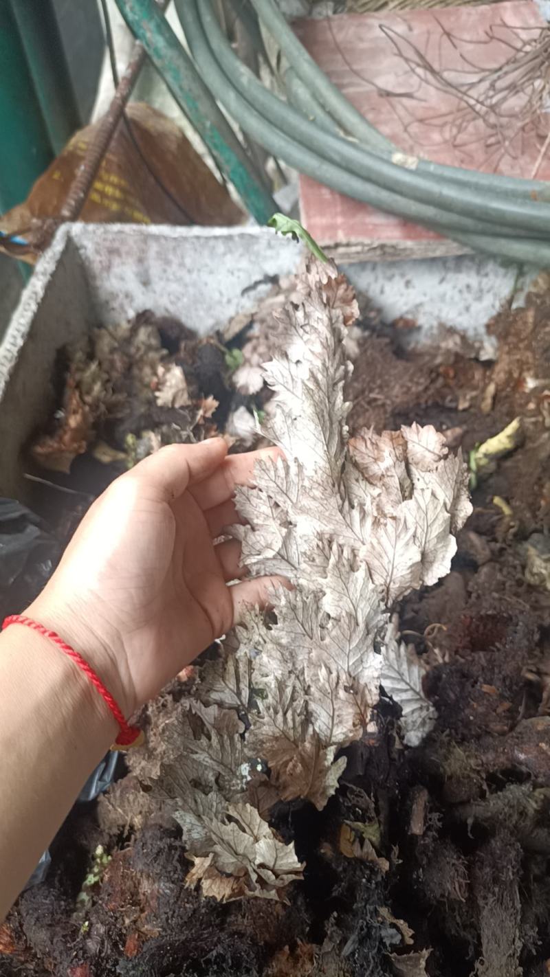 巴马深山老林中药材野生骨碎补