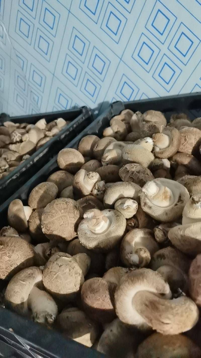 精品花菇4.8以上