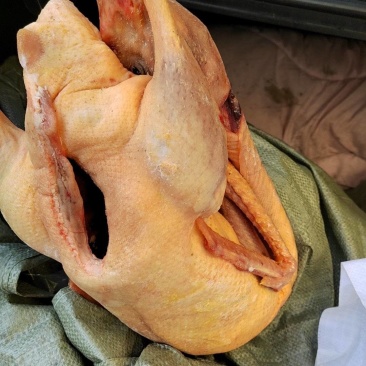 东北大鹅