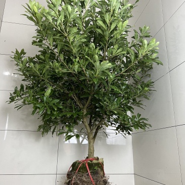4年营养杯苗品种有东魁杨梅苗品种纯正包邮品种齐全