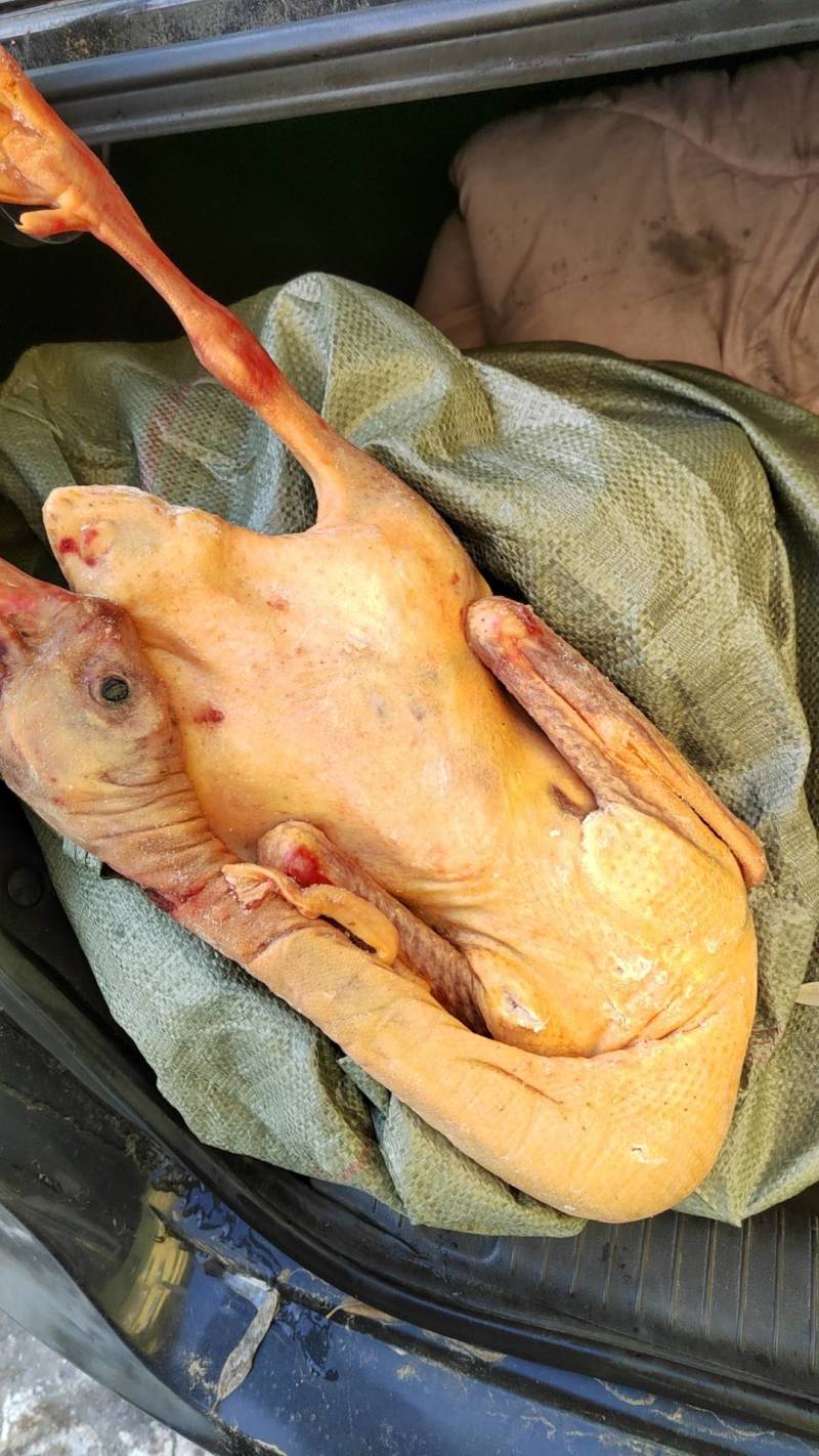 东北大鹅