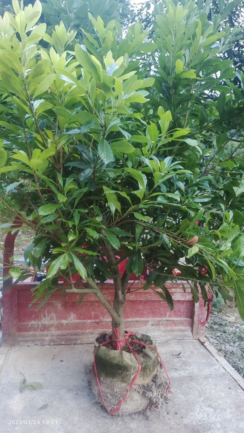4年营养杯苗品种有东魁杨梅苗品种纯正包邮品种齐全