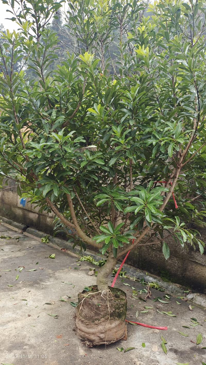 4年营养杯苗品种有东魁杨梅苗品种纯正包邮品种齐全