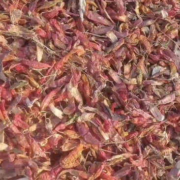 板椒花皮，打粉利器。量大质优。干度9成。有需要的客户联系