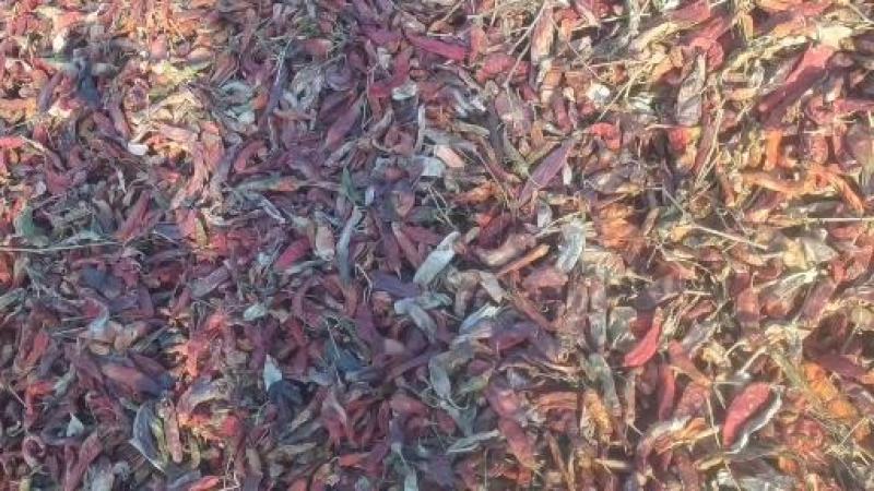 板椒花皮，打粉利器。量大质优。干度9成。有需要的客户联系