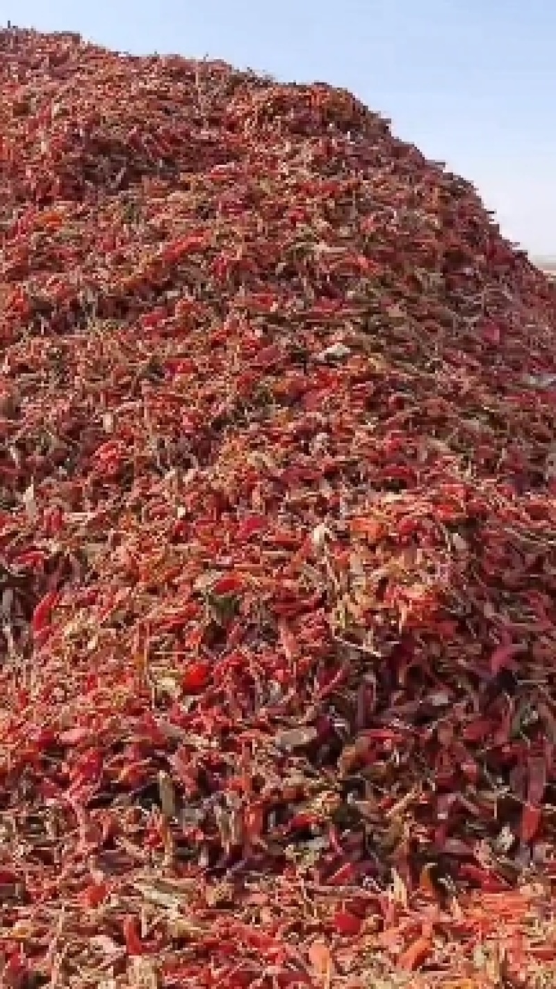 板椒花皮，打粉利器。量大质优。干度9成。有需要的客户联系