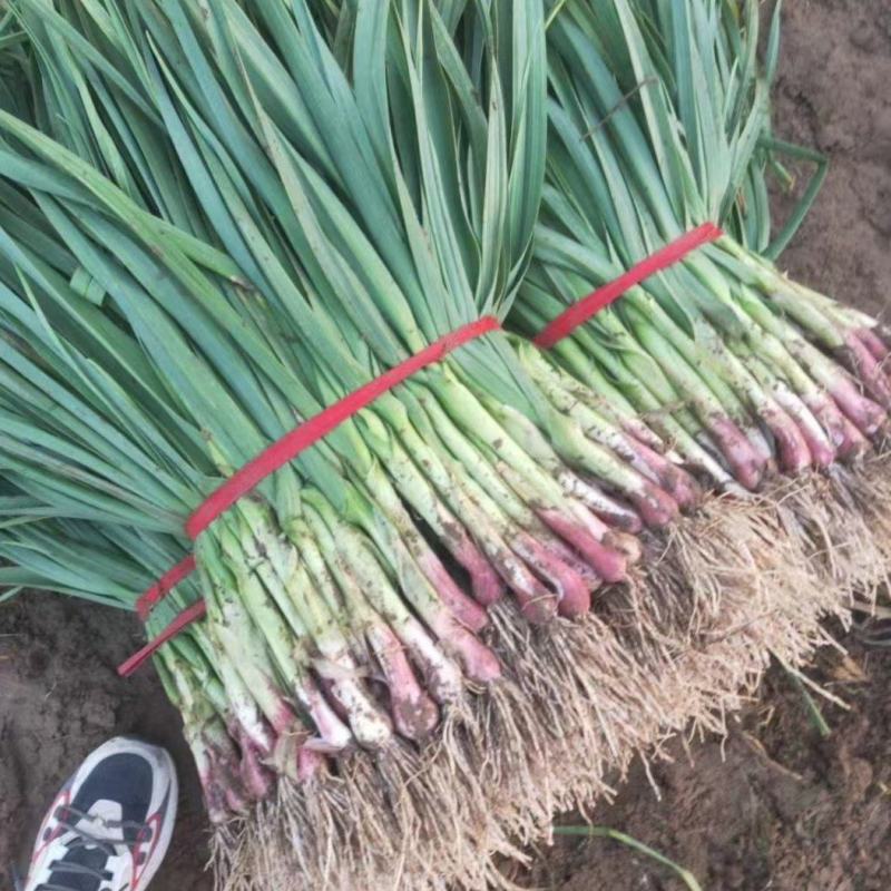 河南商丘鲜蒜苗大量上市