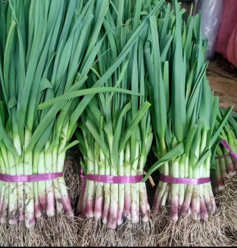 河南商丘鲜蒜苗大量上市