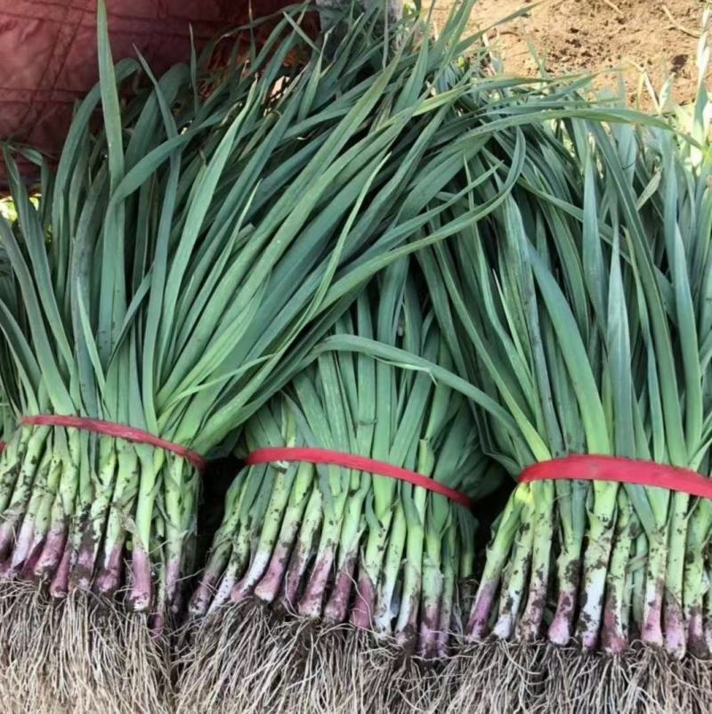 河南商丘鲜蒜苗大量上市