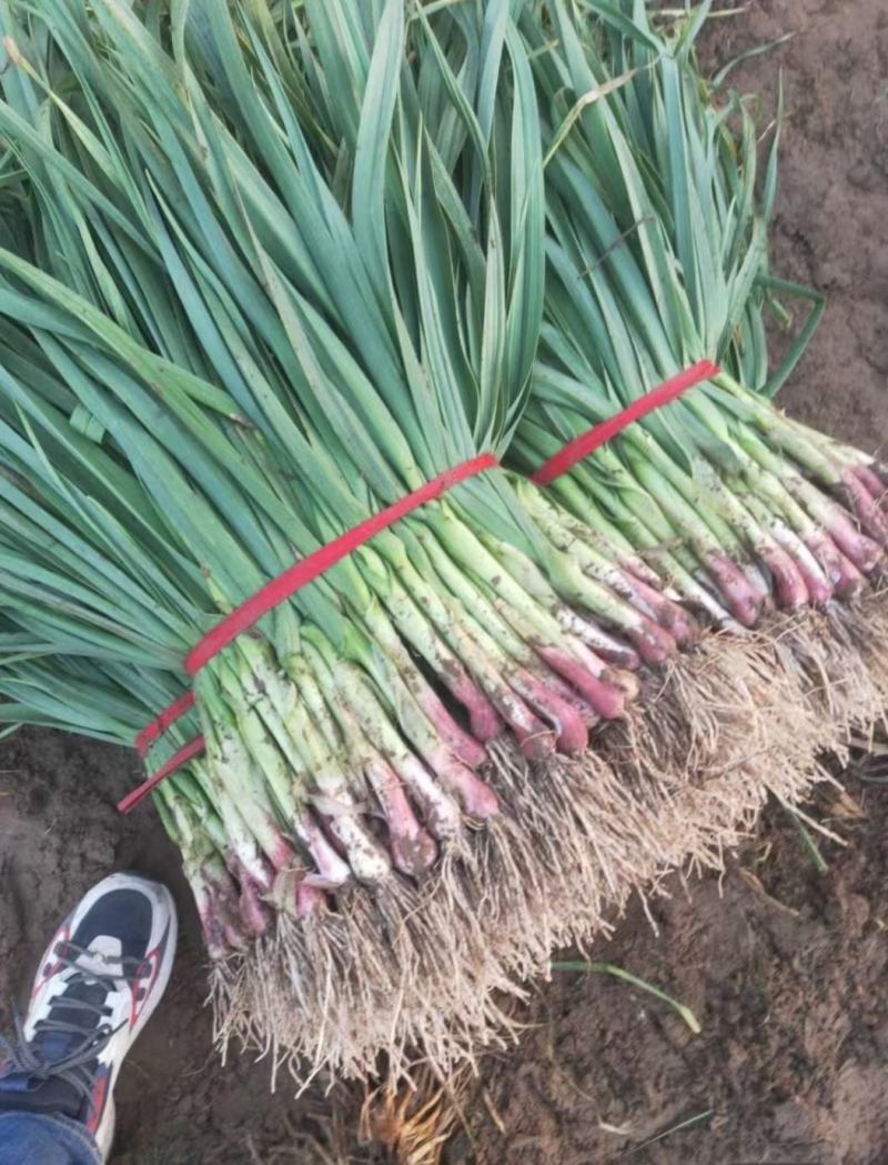 河南商丘鲜蒜苗大量上市