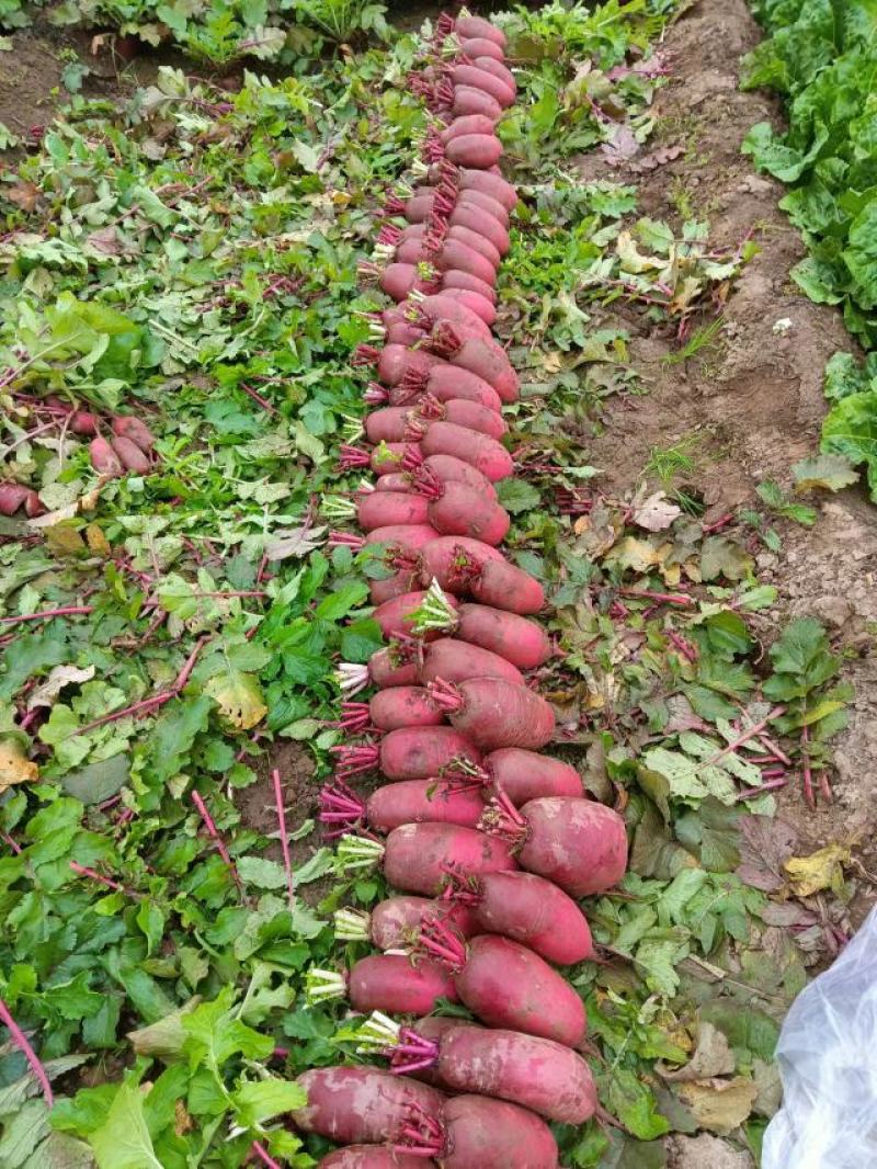河南焦作基地凤梨萝卜大量上市。个头均匀，基地货源充足！