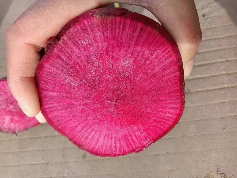 河南焦作基地凤梨萝卜大量上市。个头均匀，基地货源充足！