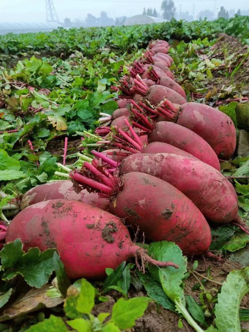 河南焦作基地凤梨萝卜大量上市。个头均匀，基地货源充足！