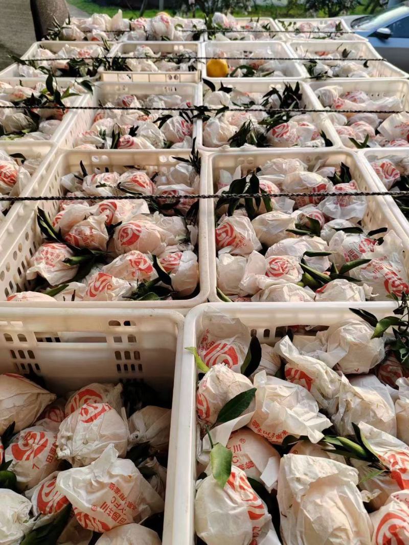 纯甜耙耙柑65-80精品小果产地直供