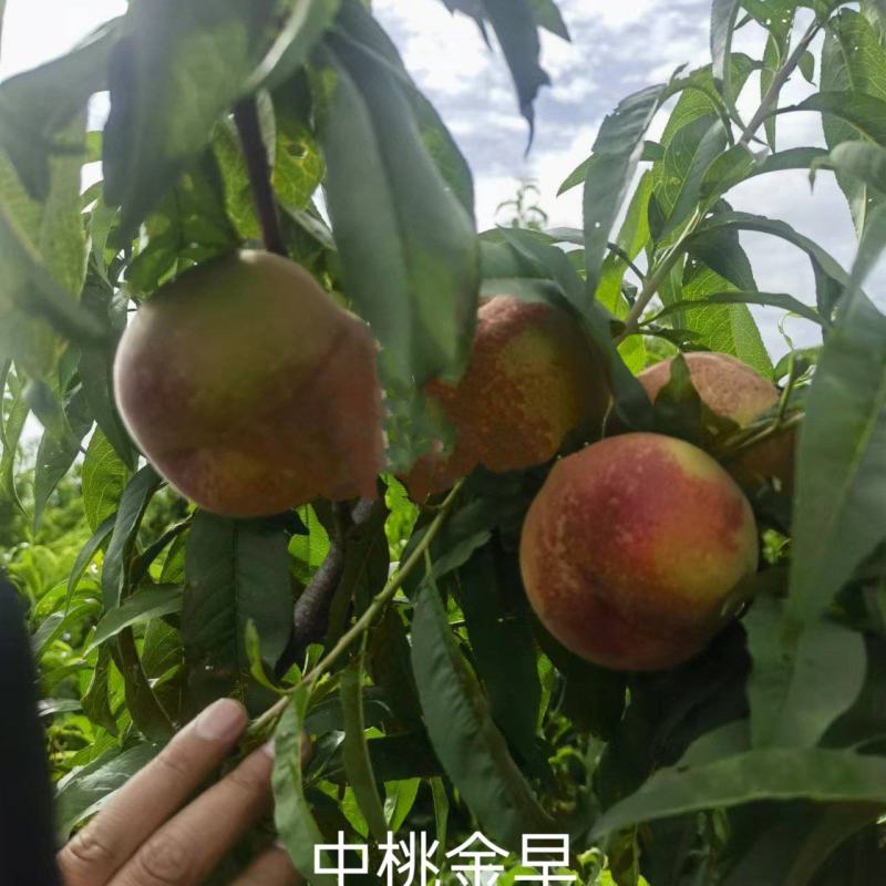 新品种桃树苗开始发货啦