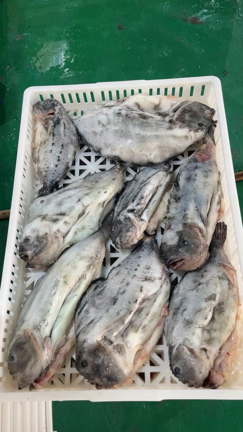 海参斑切片整条海参斑深海鱼海参斑鱼冰岛石斑鱼软骨