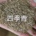 【四季青种子】草坪种子美国四季青种子耐热耐践踏耐寒品种电联