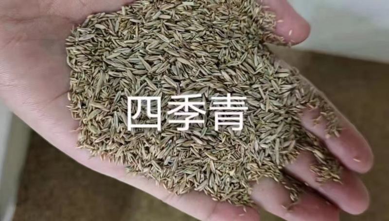 【四季青种子】草坪种子美国四季青种子耐热耐践踏耐寒品种电联